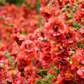 Monroe's Globemallow Seeds 80+ | Drought Tolerant Flowering Shrub Sphaeralcea ambigua | Native Wildflower Plant