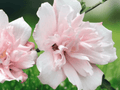 1 Live Bare Root Plant Pink Althea Hibiscus syriacus Rose of Sharon 12" Tall Hardy Flowering Shrub
