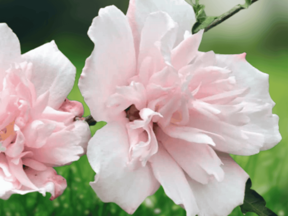 1 Live Bare Root Plant Pink Althea Hibiscus syriacus Rose of Sharon 12" Tall Hardy Flowering Shrub