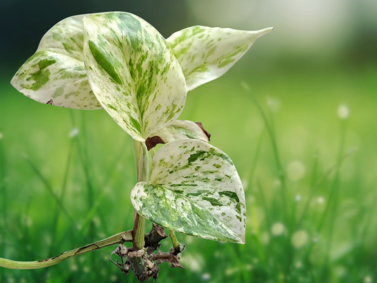 1 Live Plant Marble Queen Pothos Devil's Ivy Vine Well Rooted Starter Plant 3 Inch