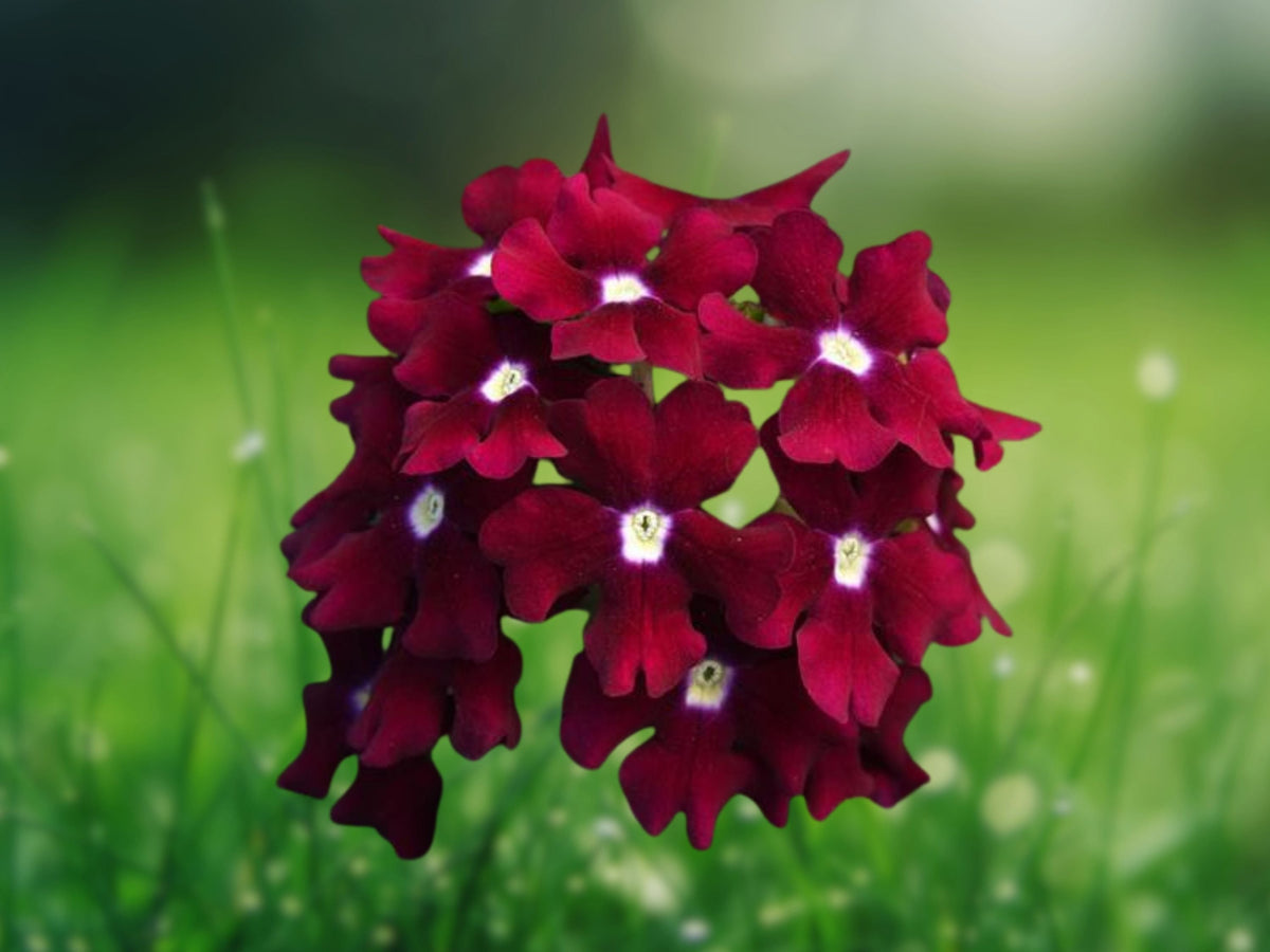 50 Seeds Magenta Verbena - Bright Clusters of Pinkish-Purple Blooms - Easy Annual for Garden Beds, Containers and Borders