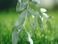 10 Seeds Eucalyptus nitens Shining Gum Cold Hardy Evergreen Tree Fast Growing