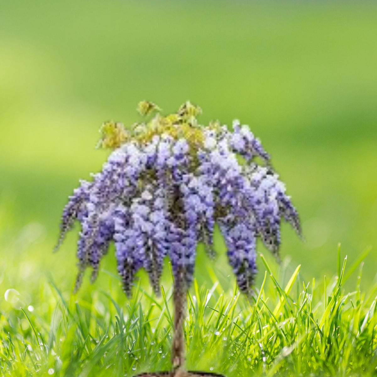 Wisteria Tree 6 8 Inch Blue Violet Flowers Climbing Vine Wisteria sinensis in 4 Inch Pot