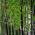 Rare Black Bamboo Seeds 100 Count – Grow Unique Phyllostachys nigra Plants – Ornamental Bamboo Seeds for Gardening