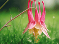 1 Live Plant Wild Columbine Aquilegia canadensis Native Woodland Flower