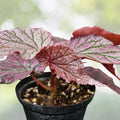 Rich Berry Begonia Seeds 45 or 125 Count Non-GMO Flower Seeds Begonia spp. Beautiful Garden Blooms