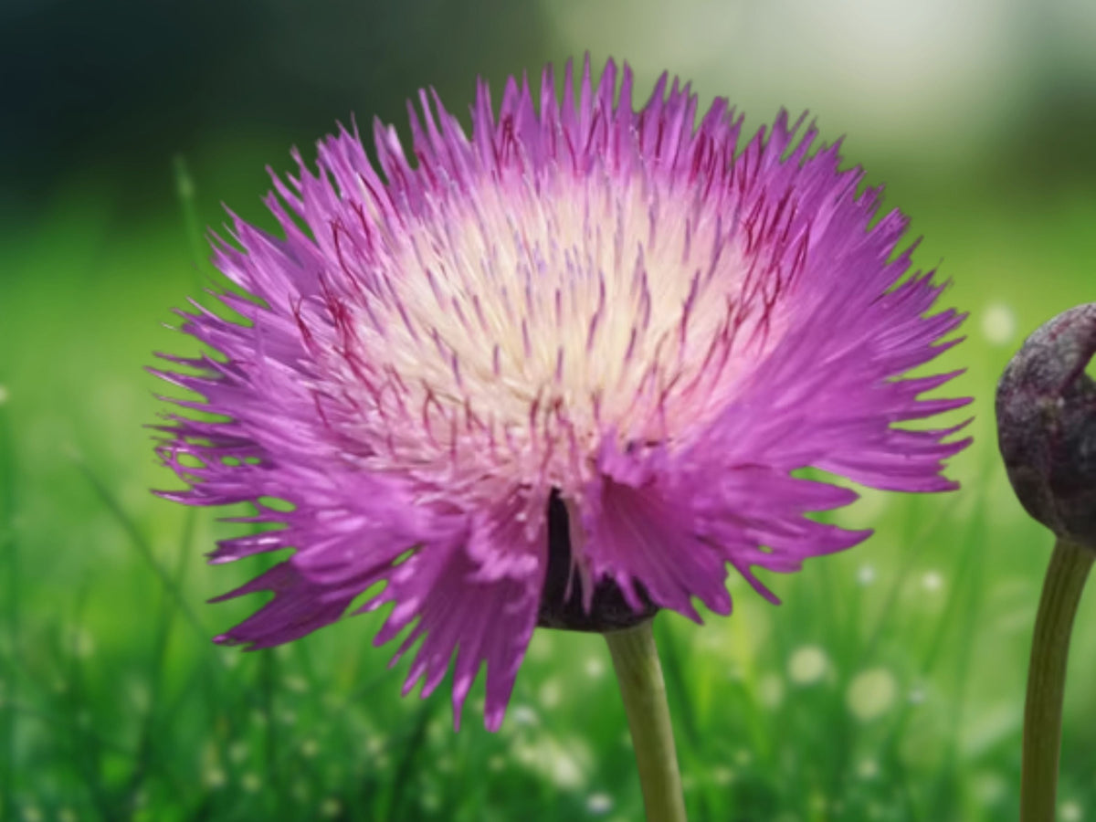 50 Seeds Sweet Sultan Centaurea Imperialis Pink Purple White Fragrant Annual Easy Grow Cottage Garden Pollinator
