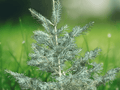 5 Concolor Fir Seeds Abies concolor Hardy Evergreen Conifer Landscape Tree