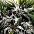 Blue Dracaena Seeds 15 Count, Cordyline indivisa 'Lil' Palm', Evergreen with Blue Hue, Tropical Indoor Plant Seeds
