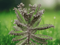 1 Live Rooted Plant Mother of Millions Kalanchoe Alligator Succulent Indoor Collection Container Garden