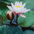 Sacred Lotus Flower Seeds 15 Pack - Aquatic Plant Nelumbo nucifera - Water Garden, Pond, Water Lily Seeds