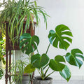 Live House Plant Cuttings – 20 Rooted Varieties for Indoor Gardening & Home Decor – Healthy Indoor Plants