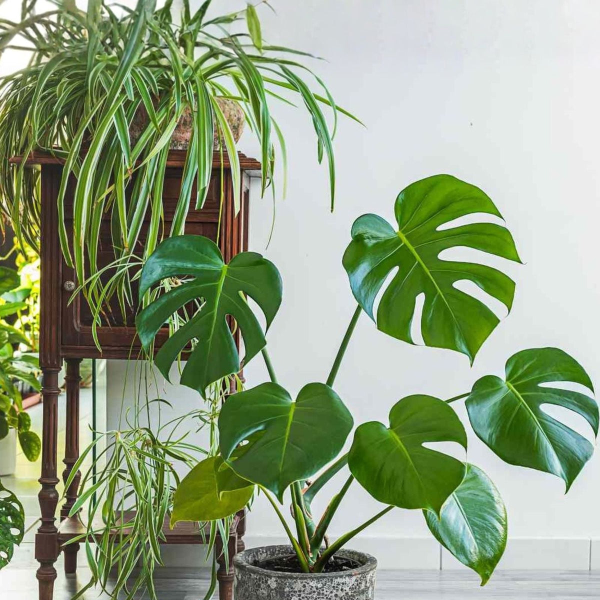 Live House Plant Cuttings – 20 Rooted Varieties for Indoor Gardening & Home Decor – Healthy Indoor Plants