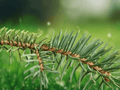 5 Seeds Picea asperata Dragon Spruce Evergreen Ornamental Tree