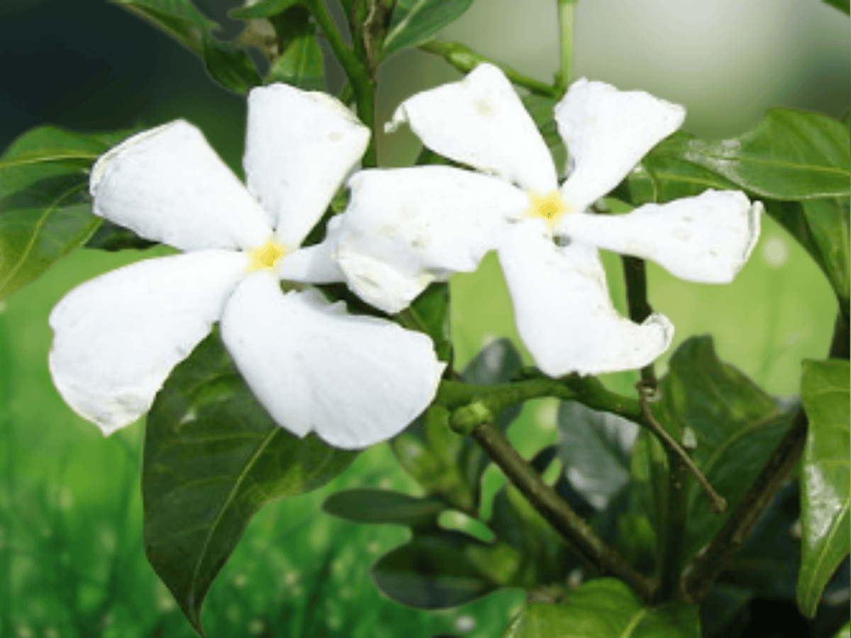 5 Seeds Tabernaemontana divaricata Crape Jasmine Tropical Flowering Shrub