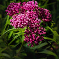 Swamp Milkweed Seeds for Planting - 100 Seeds - Asclepias incarnata - Native Wildflower Gardening