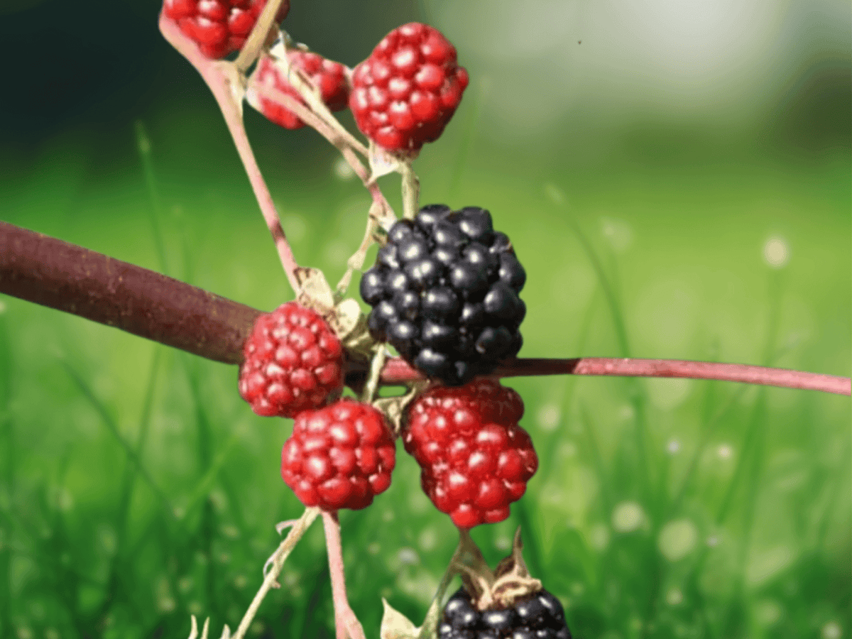 3 Plant Plugs Osage Blackberry Thornless Rubus Hybrid Starter Plants