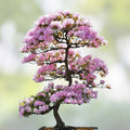 Cherry Tree Bonsai Seeds - 20 Seeds for Planting - Prunus serrulata - Indoor Gardening, Flowering, Ornamental Tree Seeds