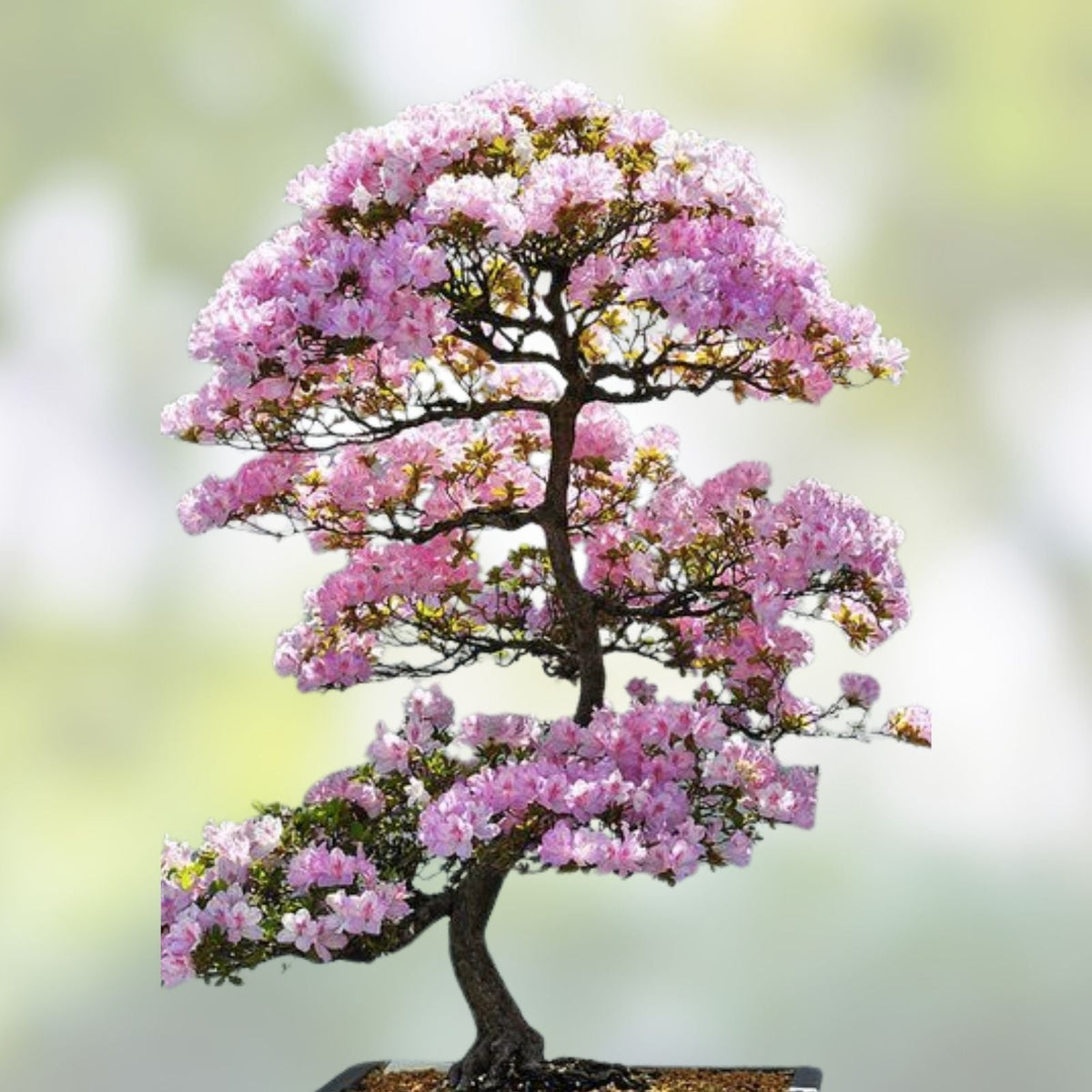 Cherry Tree Bonsai Seeds - 20 Seeds for Planting - Prunus serrulata - Indoor Gardening, Flowering, Ornamental Tree Seeds