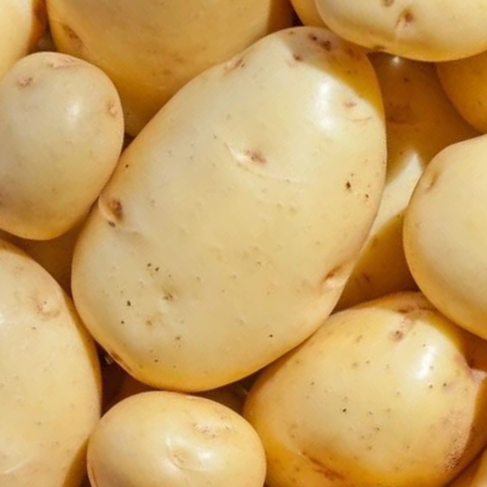 Yukon Gold Seed Potatoes for Planting - Organic Variety - Solanum tuberosum