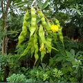 Sugarcane Cuttings 6x Hawaiian Yellow Organic Heirloom Nodes Saccharum officinarum Florida Grown