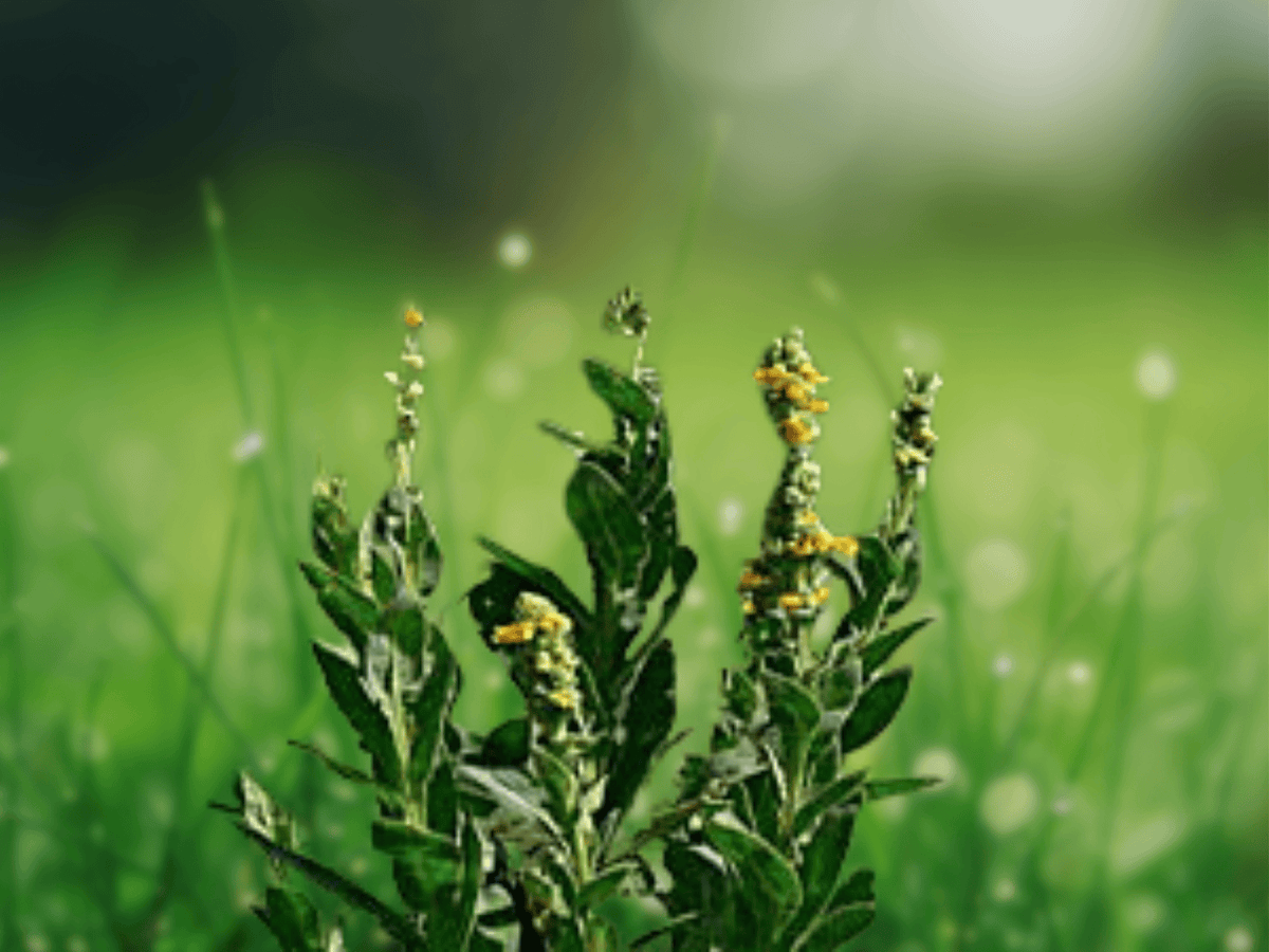 20 Seeds Mullein Verbascum thapsus Common Mullein