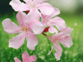 5 Seeds Hardy Pink Oleander Nerium oleander Evergreen Flowering Shrub