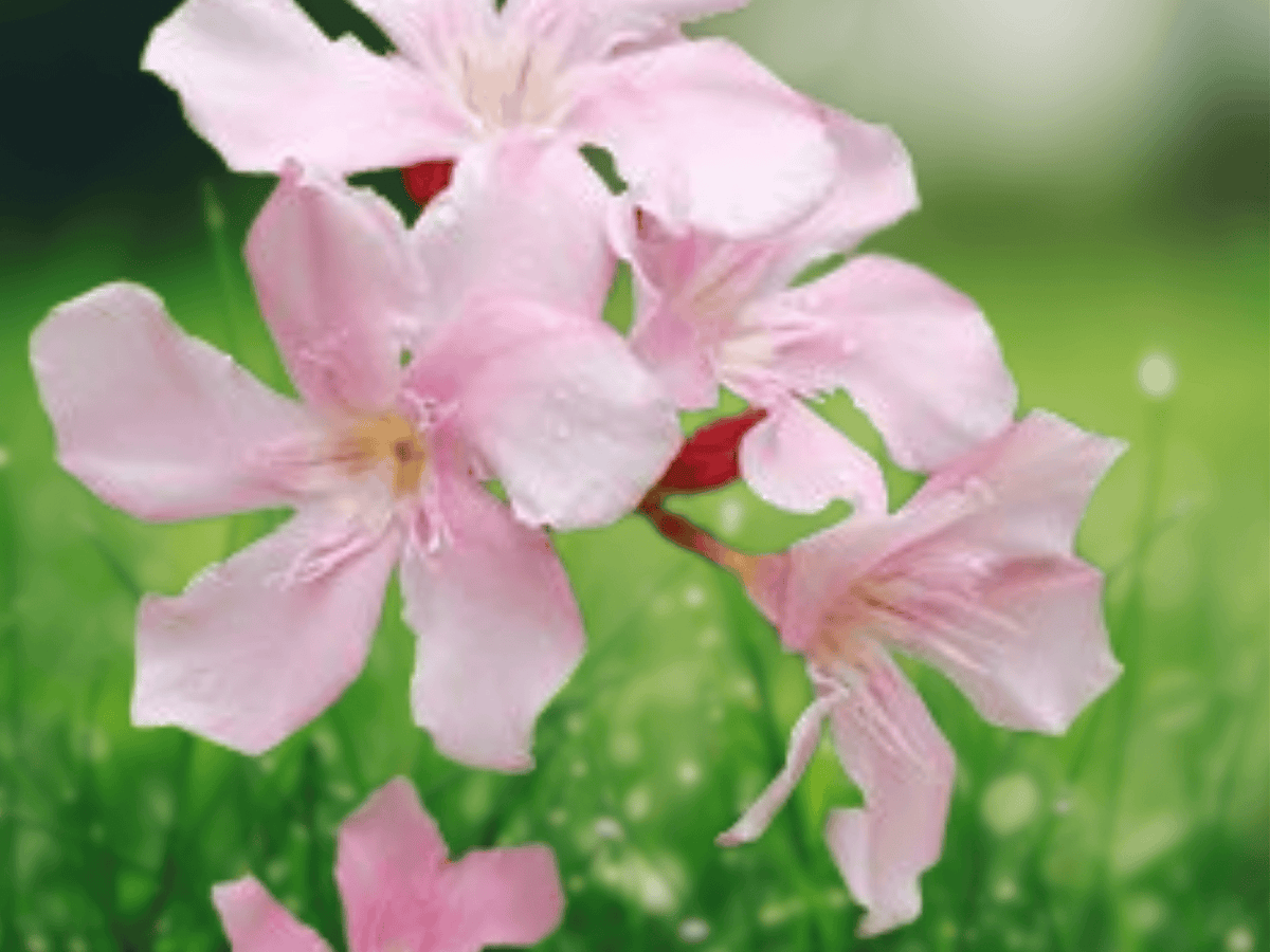 5 Seeds Hardy Pink Oleander Nerium oleander Evergreen Flowering Shrub
