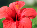 1 Live Plant Althea Hibiscus syriacus Rose of Sharon 12 Inch Starter Plant Hardy Shrub