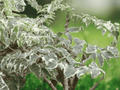 10 Seeds Japanese Angelica Tree Aralia elata Variegata Variegated Shrub Tree