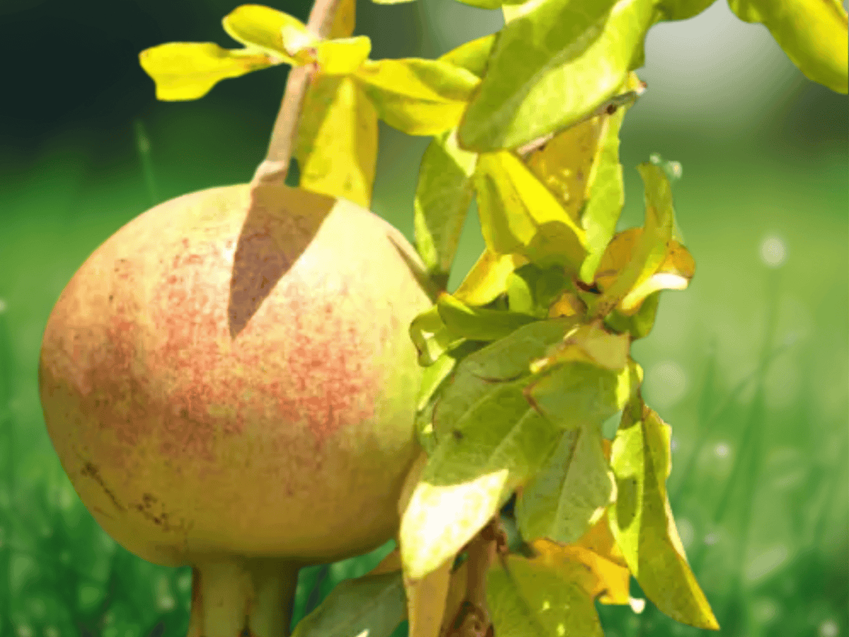 5 Live Plants Azadi Pomegranate Punica Granatum Starter Plants