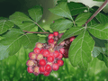 1 Bare Root Fragrant Sumac Plant 18 Inch Tall Rhus aromatica 2-3 Year Old Shrub