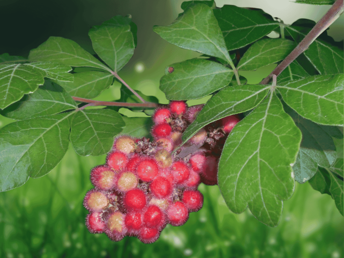 1 Bare Root Fragrant Sumac Plant 18 Inch Tall Rhus aromatica 2-3 Year Old Shrub