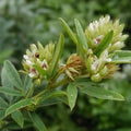 Round Headed Bush Clover Seeds 50 Pack – Lespedeza capitata, Drought-Tolerant Native Plant, Wildlife Friendly Seed Kit