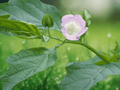 10 Seeds Nicandra physalodes Apple of Peru Shoo Fly Plant Annual Flower Ornamental Garden