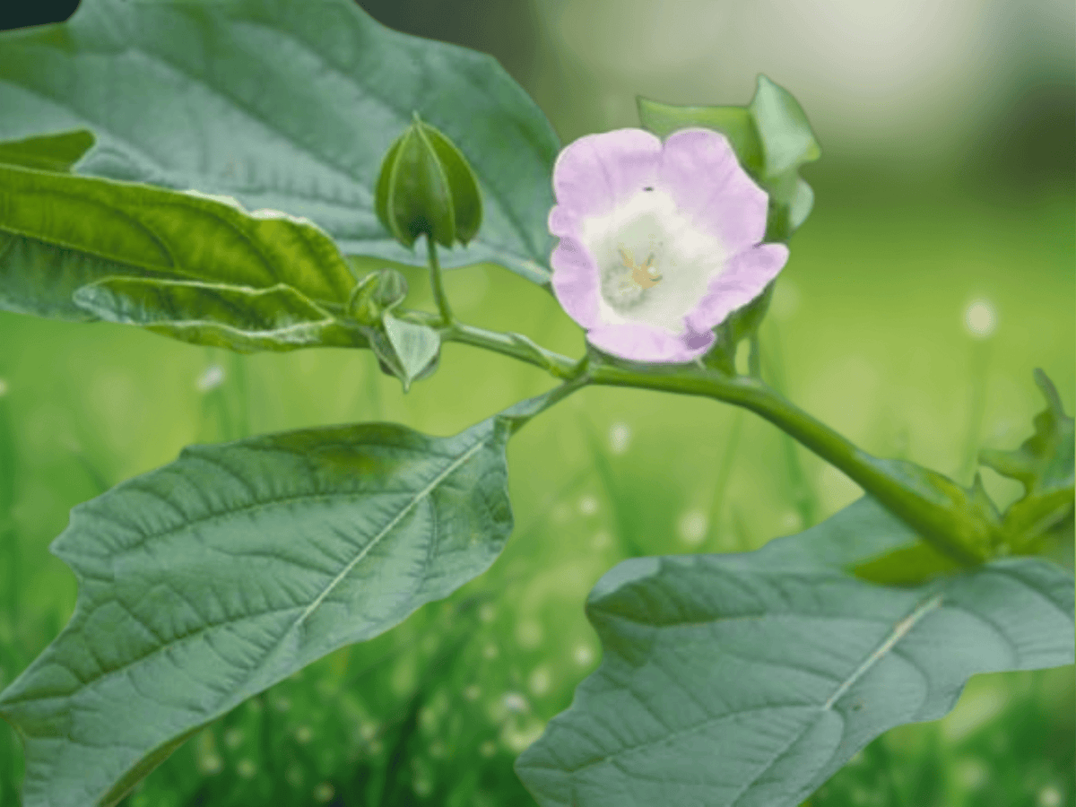 10 Seeds Nicandra physalodes Apple of Peru Shoo Fly Plant Annual Flower Ornamental Garden