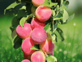 1 Live Plant Chickasaw Plum Tree 12 in Tall Prunus angustifolia Bare Root