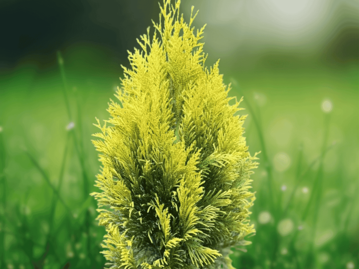 1 Live Plant Forever Goldy Arborvitae Thuja Golden Yellow Evergreen Shrub