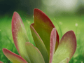 1 Live Plant Kalanchoe Flapjacks Succulent Kalanchoe Thyrsiflora 3 Inch