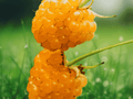 3 Live Plant Golden Anne Raspberry Rubus idaeus Starter Plug