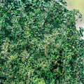 Thyme Herb Seeds 500+ Non-GMO for Cooking and Spices Thymus vulgaris Culinary Herb Seed Pack