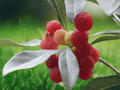 5 Seeds Chinese Bayberry Myrica rubra Evergreen Fruit Tree Warm Climate