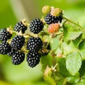 Wild Blackberry Seeds 200 Non-GMO Organic Rubus fruticosus for Home Gardening and Planting