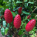Shampoo Ginger Rhizomes - 12 Pieces - Zingiber zerumbet - Natural Hair Care Plant - Pine Cone Ginger