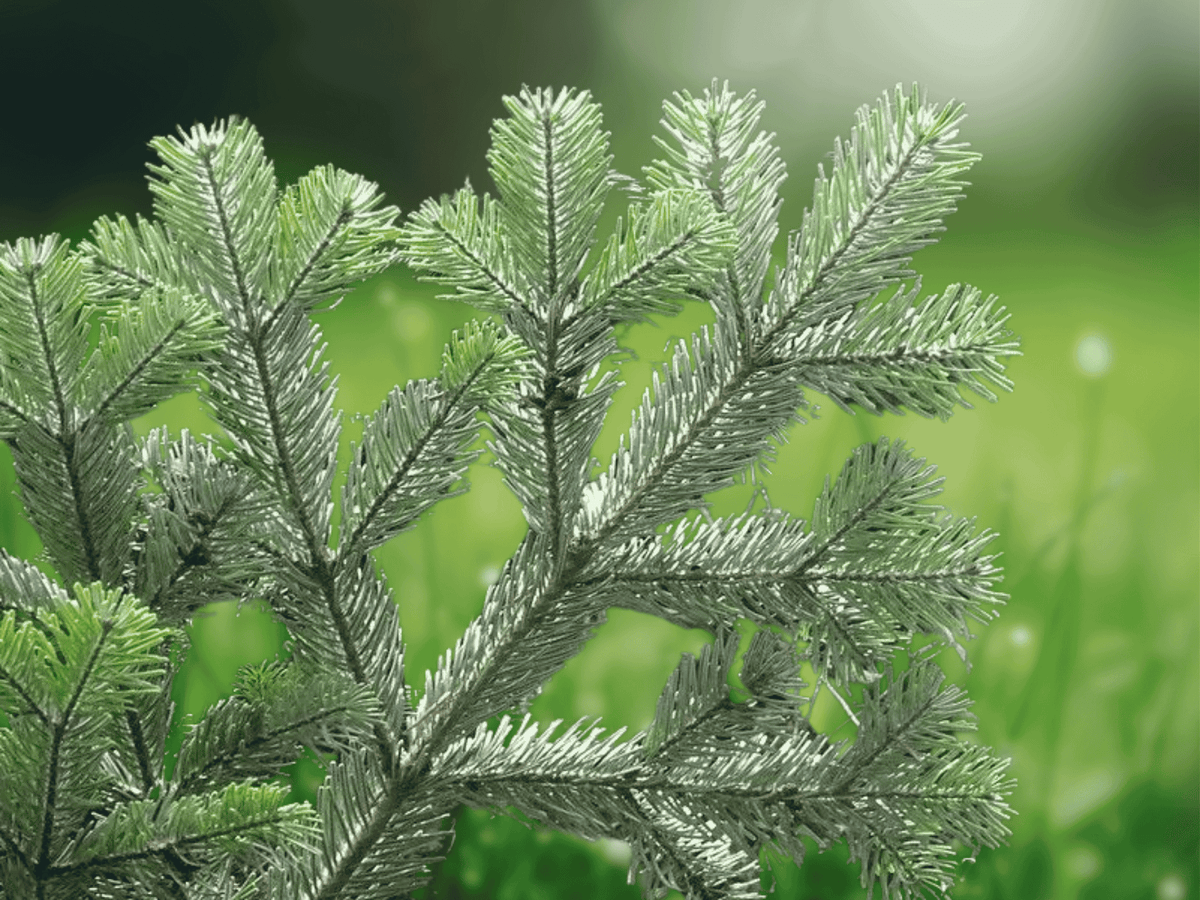 5 Seeds Turkish Fir Tree Abies bornmuelleriana Ornamental Evergreen Conifer