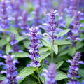 Hyssop Seeds 100 Count - Rose Hyssopus Officinalis Perennial Herb for Aromatic, Culinary & Medicinal Use