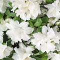 Azalea Starter Plant - White & Peach Striped Variety - Rhododendron Deciduous - Garden Flowering Shrub