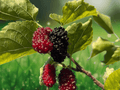 1 Live Plant Dwarf Everbearing Mulberry Tree Morus Species Bare Root Fruit Bearing