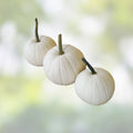 Blanco White Pumpkin Seeds 10 Pack for Planting – White Jack-O-Lanterns – Cucurbita pepo