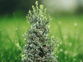 1 Live Plant Nellie R. Stevens Holly Tree